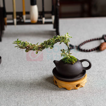 OTHER 茶桌绿植摆件 (含绿植) 长20cm、高15cm