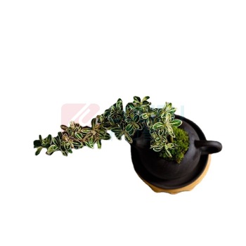 OTHER 茶桌绿植摆件 (含绿植) 长20cm、高15cm