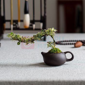 OTHER 茶桌绿植摆件 (含绿植) 长20cm、高15cm