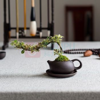 OTHER 茶桌绿植摆件 (含绿植) 长20cm、高15cm
