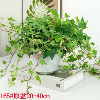 千禾 仿真绿植常青藤 高度约40cm
