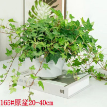 千禾 仿真绿植常青藤 高度约40cm