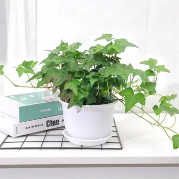 千禾 仿真绿植常青藤 高度约40cm