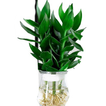 花翁 观音竹 3棵+菱格布袋灰 含玻璃瓶 2盆装