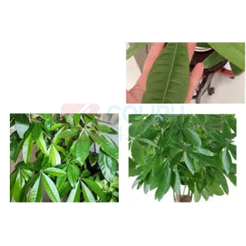 京喜 发财树 五福发财树 1.8-2.0米【蓝花色陶瓷盆】 (蓝盆)