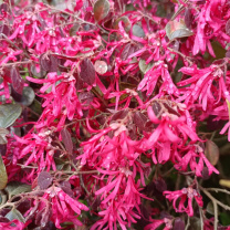 大工象 花檵木 高度：30cm 冠幅：20cm 红花继木苗 