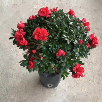 大工象 杜鹃花 中号红色 独杆 