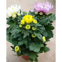 国产 菊花 黄绣球 