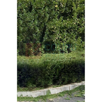 国产 龙柏 50cm 