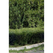 国产 龙柏 50cm 
