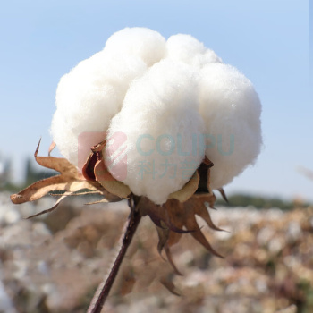 全棉时代 PURCOTTON 全棉柔巾 60G平纹 200mm*200mm 100片/包