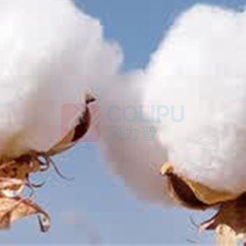 全棉时代 PURCOTTON 纯棉四件套小雏菊绿 2*2.3m 被套200cm×230cm 床单250cm×245cm 枕套*2:48cm×74cm