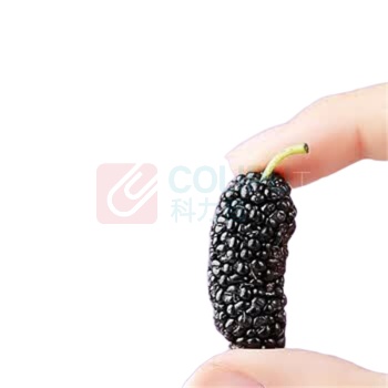杞里香 攀枝花黑桑葚即食桑椹干 300g