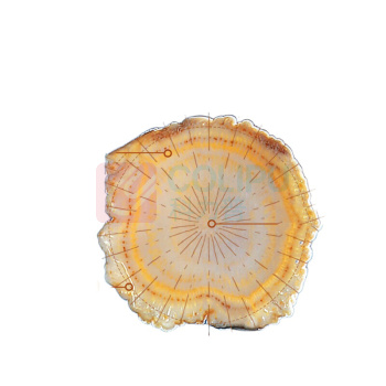 杞里香 西洋参礼盒 100g