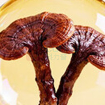 固本堂 破壁灵芝孢子粉 100g