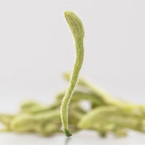 方家铺子 金银花茶 70g/罐