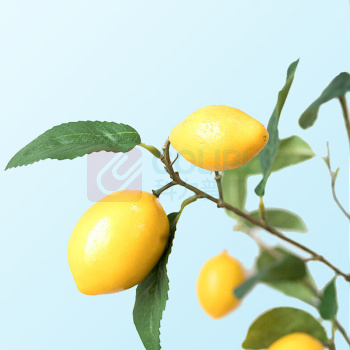 杞里香 柠檬片 100g