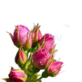 杞里香 玫瑰花茶大朵 50g