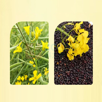 鲁花 厨中香浓香菜籽油 1L/瓶 (非转基因)