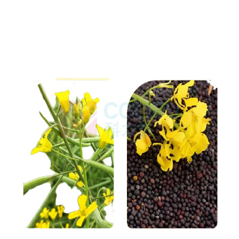 鲁花 厨中香浓香菜籽油 1L/桶 (非转基因)
