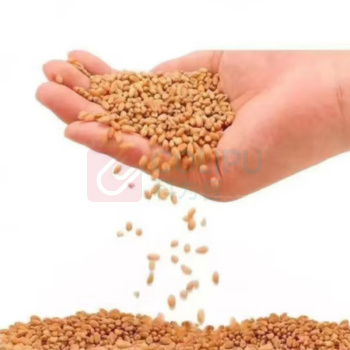 金沙河 面粉 麦香粉 10斤/5kg