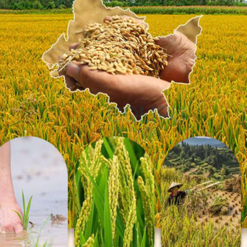 咪然 寒地长粒香鲜米 5KG