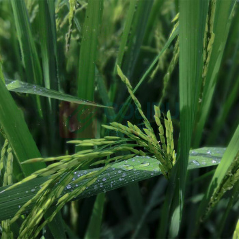 咪然 东北大米 5kg/袋