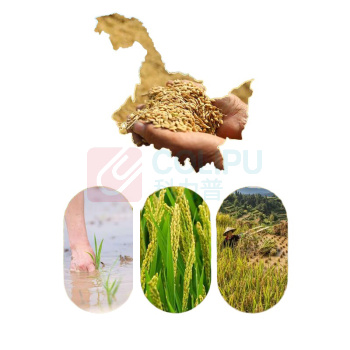咪然 鲜米 (真六面) 2.5kg 东北直供长粒香鲜