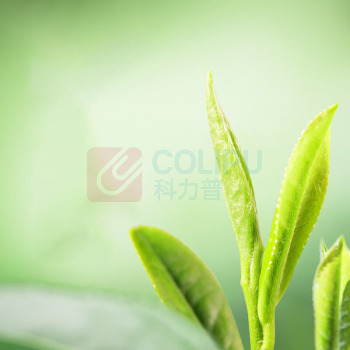 狮峰 龙井茶特级头鲜臻藏木盒 500g
