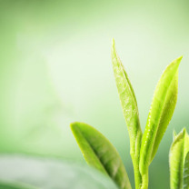 狮峰 龙井茶特级头鲜臻藏木盒 500g