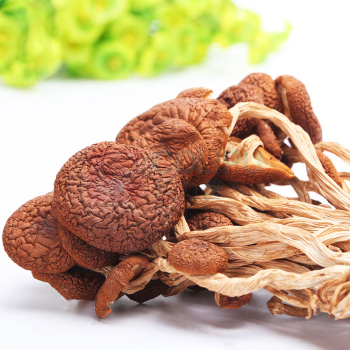 啟泰 茶树菇 优惠装 100g*3包
