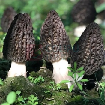 腾盛 山菌臻品礼盒 580g