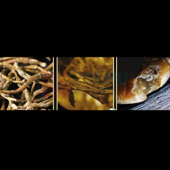 斛生记 霍山石斛蚱蜢腿铁皮石斛礼盒装 5000百年传承系列 1.5g*15瓶