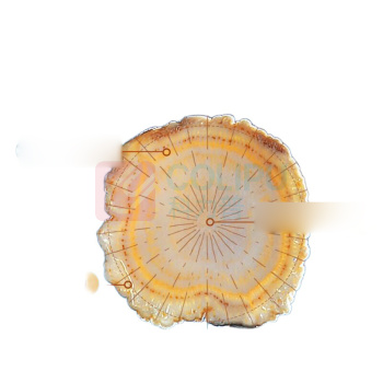 杞里香 西洋参礼盒 100g 50g*2双罐