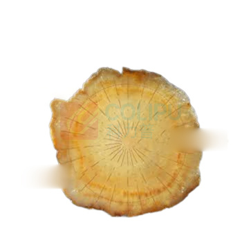 杞里香 / 西洋参礼盒装 1.4-1.6cm 156g(12罐) 新老包装随机发货