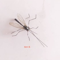 极一 蚊子模型 4cm 3只/组