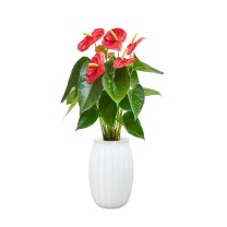 爱优尚 红掌 30-40cm 含南瓜吸水盆
