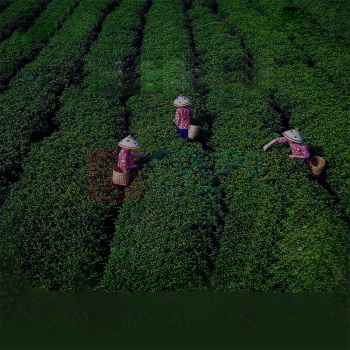 八百秀才 英红九号醇香型 250g 顺丰京东一件代发