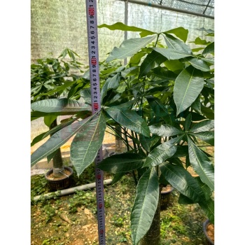 也特 发财树盆栽白色盆约1.5米高 约1.5米高