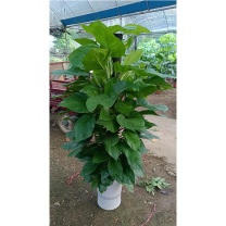 也特 绿萝柱盆栽白色盆 约1.5米高