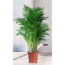 花翁 散尾葵 1.2-1.4m 带原生胶盆