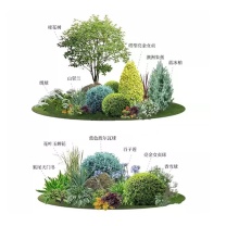 乐途 花镜植物搭配组合 21号 《套餐》长方形花池通用 高颜值 低维护 新手好养 高度1m
