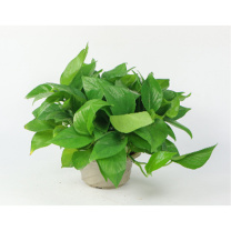 创驰达 绿萝盆栽植物 直径15cm