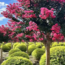乐途 红紫薇花树苗紫薇树 【12公分粗】 四季种植易活耐寒花卉